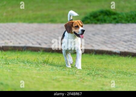 Beagle cane che cammina su prato erba presso il parco Foto Stock