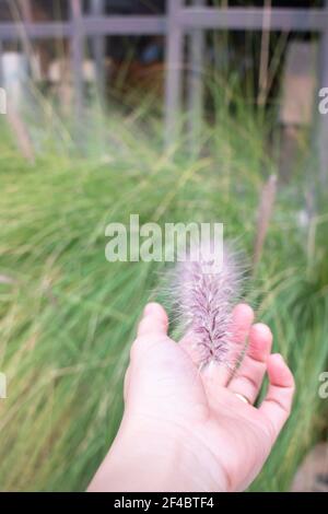 Verde foxtail erba decorata in giardino esterno, foto stock Foto Stock