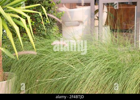 Verde foxtail erba decorata in giardino esterno, foto stock Foto Stock