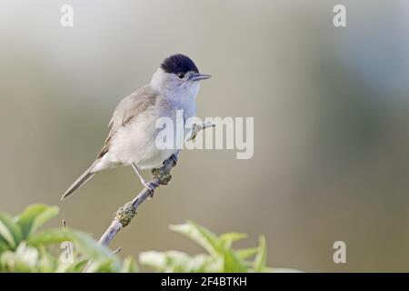 Blackcap WarblerSylvia ricapilla Riserva Naturale dell'Isola dei due alberi Essex, Regno Unito BI020866 Foto Stock