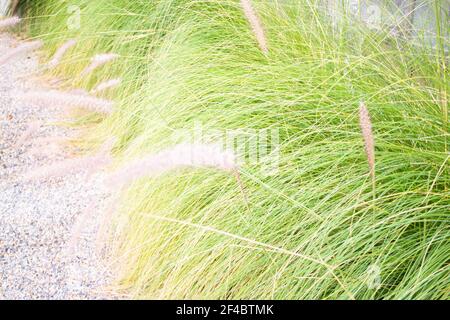 Verde foxtail erba decorata in giardino esterno, foto stock Foto Stock