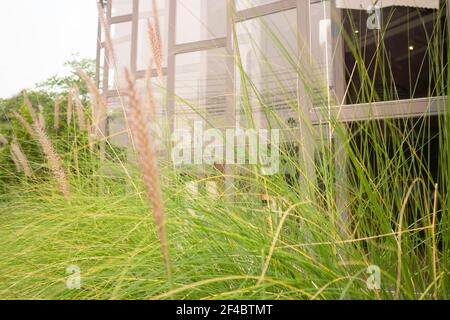 Verde foxtail erba decorata in giardino esterno, foto stock Foto Stock