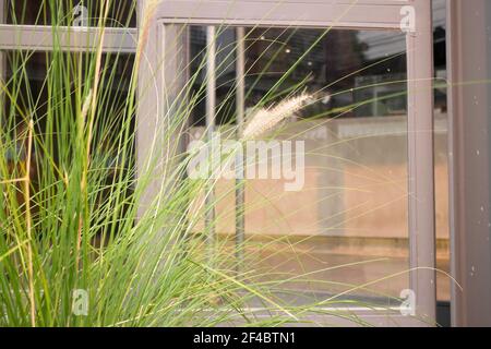 Verde foxtail erba decorata in giardino esterno, foto stock Foto Stock