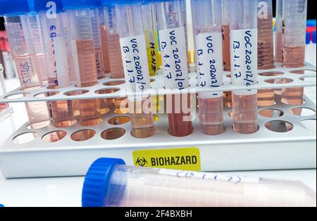 Ricerca di laboratorio nuovo ceppo di sars-COV-2 britannico scientificamente chiamato VOC 202012/01 (B.1.1.7), quadro concettuale Foto Stock