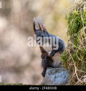 eichhörnchen, tier, europa, italia, liguria, säugetier, frack, selvatico, lebende selvatiche tiere Foto Stock