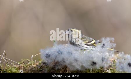 Erlenzeisig, gelb, ast, Europa, Italia, wild lebende tiere, baum, wild, tier, singvogel Foto Stock