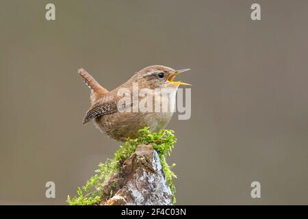 Kidderminster, Regno Unito. 20 marzo. 2021. Tempo del Regno Unito: Anche se è un giorno fresco, nuvoloso, piovoso, la fauna locale sembra sapere l'inizio della primavera è ufficialmente qui oggi. Questo piccolo grido è in pieno canzone mentre appollaiato su un moncone albero mussoso. Credit: Lee Hudson/Alamy Live News Foto Stock