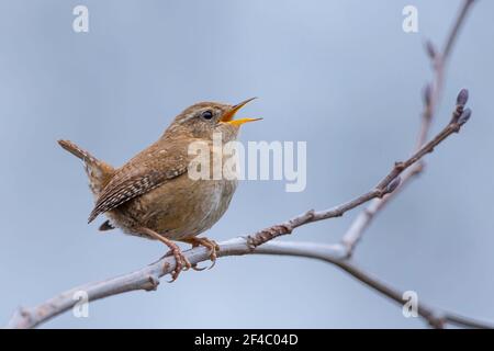 Kidderminster, Regno Unito. 20 marzo. 2021. Tempo del Regno Unito: Anche se è un giorno fresco, nuvoloso, piovoso, la fauna locale sembra sapere l'inizio della primavera è ufficialmente qui oggi. Questo piccolo stren è in piena canzone mentre appollaiato su un ramo di albero. Credit: Lee Hudson/Alamy Live News Foto Stock