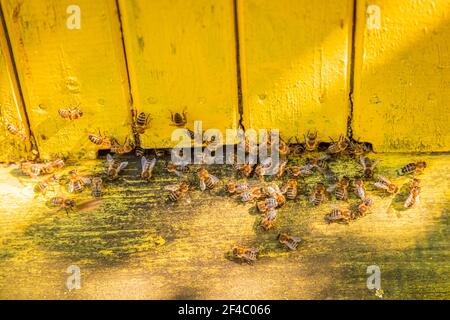 Alveari colorati in giardino. Apicoltura ecologica e naturale. Apicoltura in Polonia. Foto Stock