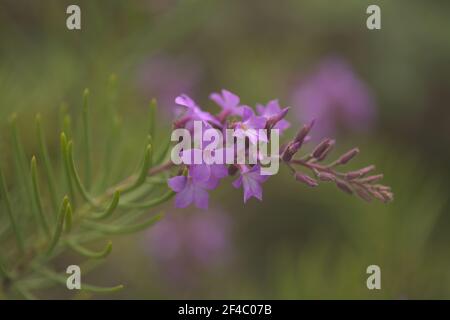 Flora di Gran Canaria - Campylanthus salsoloides, localmente chiamato rosmarino a causa della forma delle foglie, sfondo macro floreale Foto Stock