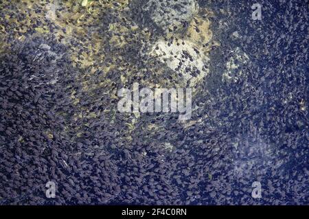 Western Toad - tadpoles en masteAnaxyrus boreas Meta Lake, Mount St Helens Washington state RE000059 Foto Stock