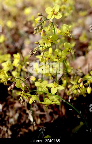 Epimedium pinnatum subsp colchicum Colchian barrenwort – spray di piccoli fiori gialli spurred, marzo, Inghilterra, Regno Unito Foto Stock