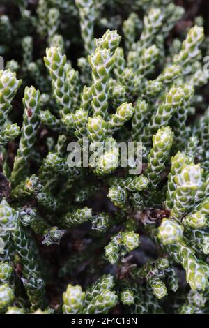 Helichrysum selago 'Major' branchlet dense con motivo a foglia verde diamante, marzo, Inghilterra, Regno Unito Foto Stock