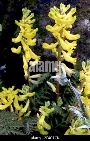 Corydalis lutea giallo Fumory – fiori tubolari gialli su steli spessi, marzo, Inghilterra, Regno Unito Foto Stock