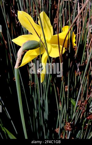 Narcissus ‘Peeping Tom’ Division 6 Cyclamineus Daffodils Peeping Tom daffodil - petali gialli e lunga tromba gialla, marzo, Inghilterra, Regno Unito Foto Stock