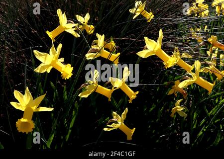 Narcissus ‘Peeping Tom’ Division 6 Cyclamineus Daffodils Peeping Tom daffodil - petali gialli e lunga tromba gialla, marzo, Inghilterra, Regno Unito Foto Stock