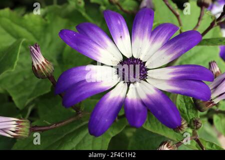 Pericallis x hybrida Senetti Blue Bicolor - fiori blu vividi con un alone bianco, marzo, Inghilterra, Regno Unito Foto Stock