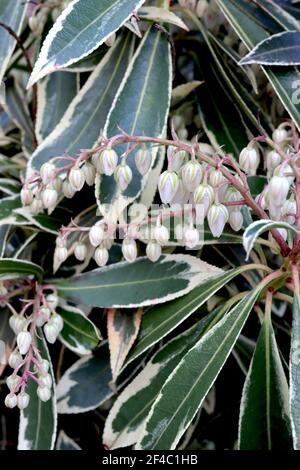 Pieris japonica ‘Flaming Silver’ Japanese Andromeda Flaming Silver – fiori bianchi a forma di urna, palafe verdi palafe variegate, marzo, Inghilterra, Regno Unito Foto Stock