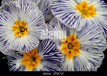 Primula polyanthus ‘Zebra Blue’ Primrose Zebra Blue – fiori bianchi con numerose vene blu scuro, marzo, Inghilterra, Regno Unito Foto Stock