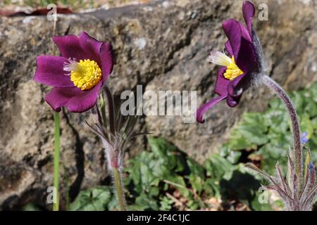 Pulsatilla halleri il Pasqueflower di Halleri – fiori viola melanzani e fogliame setoso dissecato, marzo, Inghilterra, Regno Unito Foto Stock