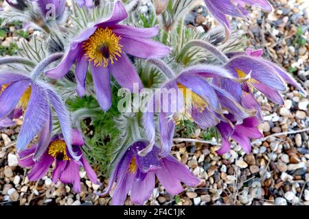 Pulsatilla vulgaris Pasqueflower - fiori viola malva e fogliame setoso dissecato, marzo, Inghilterra, Regno Unito Foto Stock