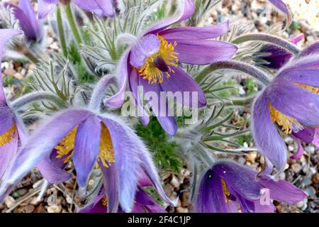 Pulsatilla vulgaris Pasqueflower - fiori viola malva e fogliame setoso dissecato, marzo, Inghilterra, Regno Unito Foto Stock