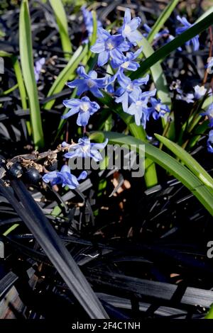 Scilla forbesii (chiarodoxa) Squill di Forbes – fiori blu a forma di campana con occhio bianco, marzo, Inghilterra, Regno Unito Foto Stock