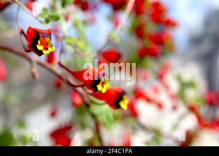 Tropaeolum tricolore nasturzio cileno – massa di piccoli fiori gialli a forma di imbuto con scarlatto e seppie nere, marzo, Inghilterra, Regno Unito Foto Stock