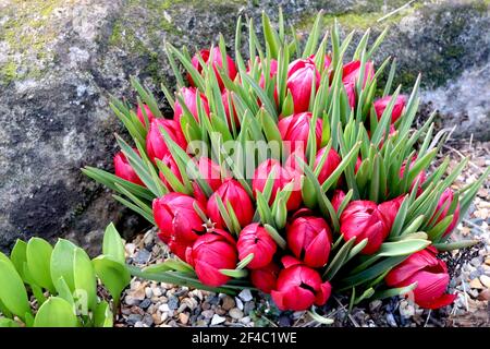 Tulipa humilis ‘Lilliput’ specie tulipano 15 Liliput nano tulipano – tulipani rossi in miniatura, marzo, Inghilterra, Regno Unito Foto Stock