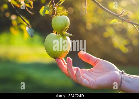 Coltivatore che raccoglie mela verde da albero in frutteto. Mele a contatto con le mani femminili. Foto Stock