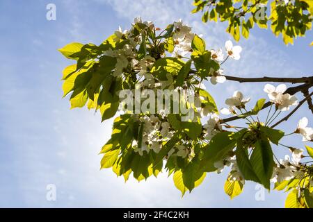 Ramo fiorente di ciliegio contro il sole. Primo piano ramoscello di ciliegio fiorito. Foto Stock