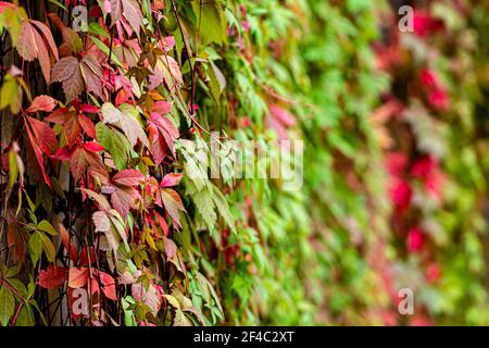 Background autunnale con Parthenocissus tricuspidata comunemente chiamato Boston Ivy, fuoco selettivo Foto Stock