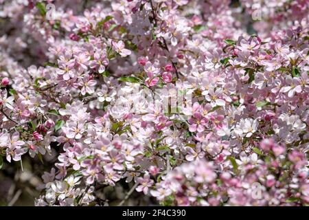 Cornice piena di fiori di mela rosa in fiore, primavera 2020 presso la Fattoria sperimentale di Ottawa, Ontario, Canada Foto Stock