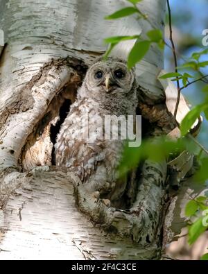 Bambino gufo sbarrato appollaiato al bordo del nido in un albero alto Foto Stock