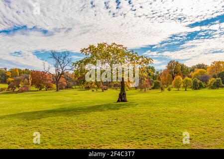 Lone albero in lussureggiante prato erboso - cespugli di colore autunnale e gli alberi sullo sfondo - cielo blu con bianco nuvole soffici Foto Stock