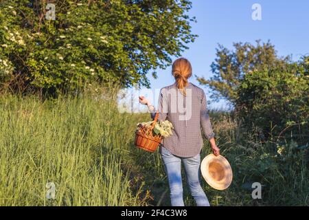 Donna che tiene il cappello di paglia e cesto di vimini sta camminando nella natura, raccogliere fiori di sambuco per la medicina alternativa Foto Stock