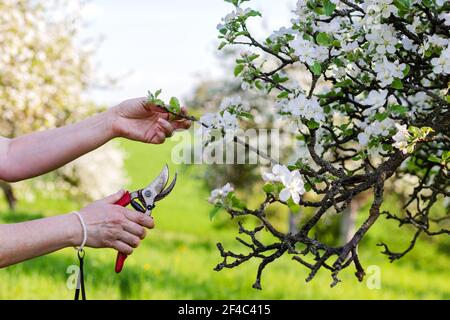 Le mani femminili tagliano il ramo dell'albero di frutta in fiore da cesoie potanti. Giardinaggio in frutteto durante la stagione primaverile Foto Stock