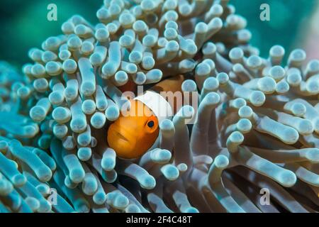 Anemonefish di clown falso [Amphiprion ocellaris]. Tulamben, Bali, Indonesia. Foto Stock