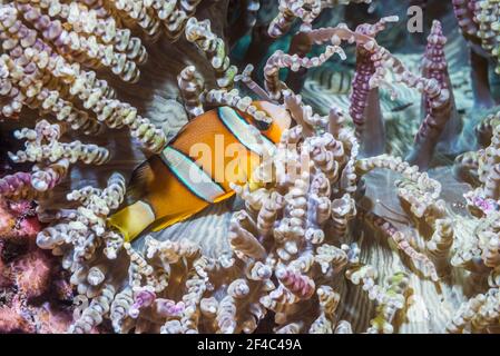 Anemonefish di Clark [Amphiprion clarkii]. Tulamben, Bali, Indonesia. Foto Stock