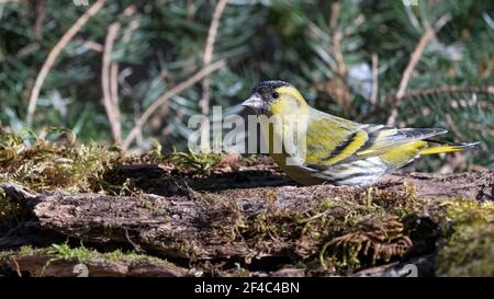 Erlenzeisig, gelb, ast, Europa, Italia, wild lebende tiere, baum, wild, tier, singvogel Foto Stock