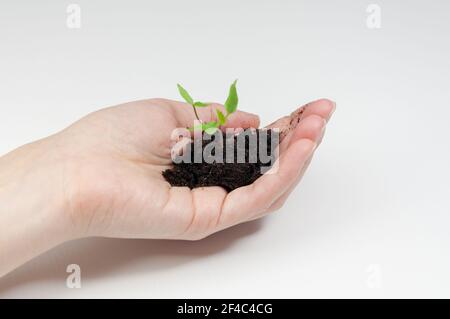 Segatura verde con terreno. Restauro di ecologia. Suolo in mano per piantare. Femmina giardiniere che tiene la sega Foto Stock
