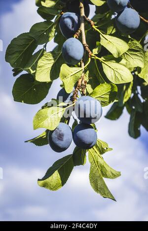 Prugne sul ramo. Prugne blu mature su albero di frutta. Prodotti locali biologici Foto Stock