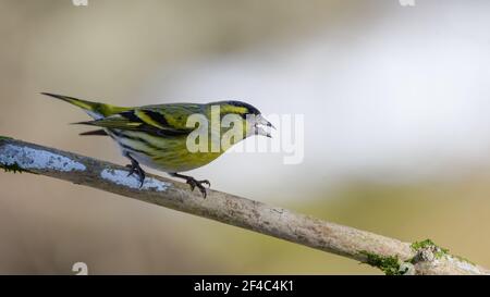 Erlenzeisig, gelb, ast, Europa, Italia, wild lebende tiere, baum, wild, tier, singvogel Foto Stock