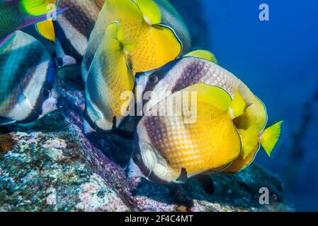 Il pesce farfalla di Klein [Chaetodon kleinii] che si nuocia di uova importanti del Sergente. Bali, Indonesia. Foto Stock