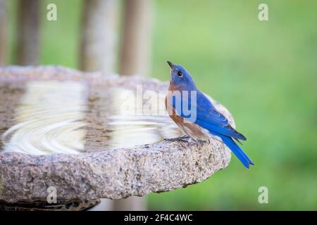 Maschio orientale bluebird arroccato a birdbath e acqua potabile. Foto Stock