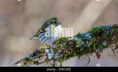 Erlenzeisig, gelb, ast, Europa, Italia, wild lebende tiere, baum, wild, tier, singvogel Foto Stock