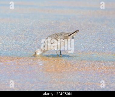 Un filetto in piedi in acque poco profonde sulla riva con la sua testa in acqua foraggio. Foto Stock