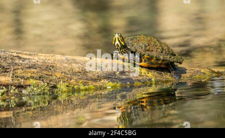 Una tartaruga abbronzarsi su un tronco in acqua con alghe sulla schiena. Foto Stock