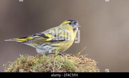 Erlenzeisig, gelb, ast, Europa, Italia, wild lebende tiere, baum, wild, tier, singvogel Foto Stock