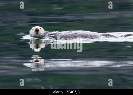 Lontra marine galleggianti in acqua nella baia di Kamechak in Alaska. Foto Stock